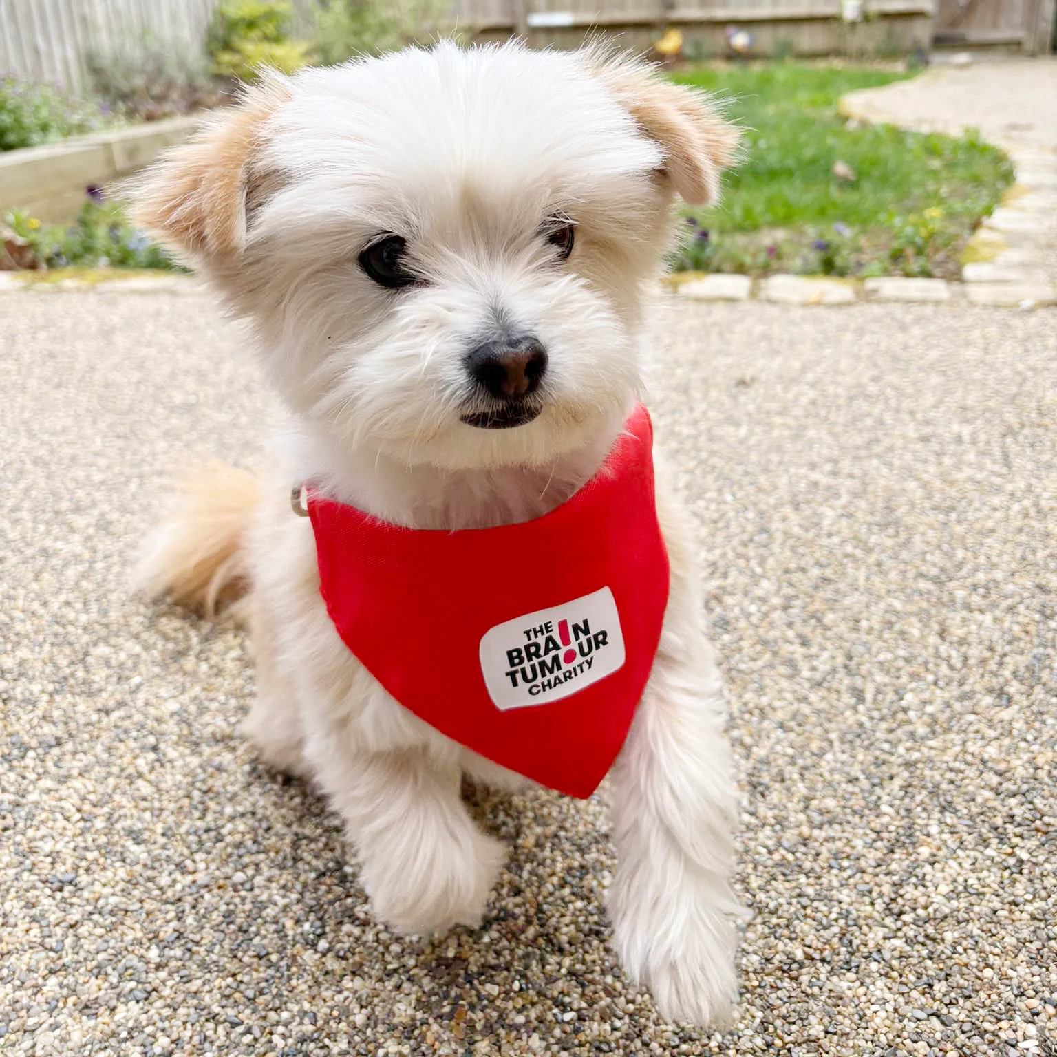 A white and brown puppy wearing a red dog bandana branded with The Brain Tumour Charity logo