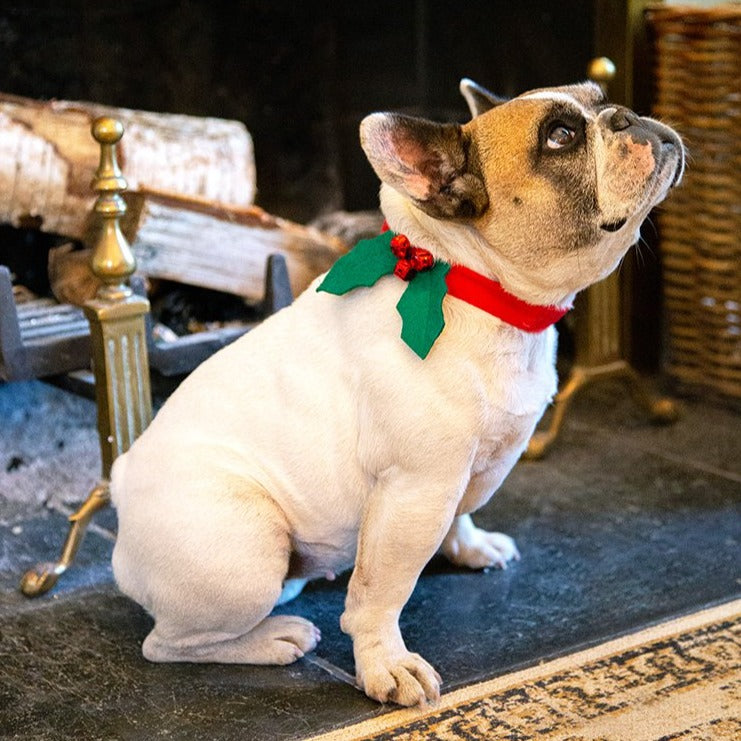 Festive holly dog collar on a dog