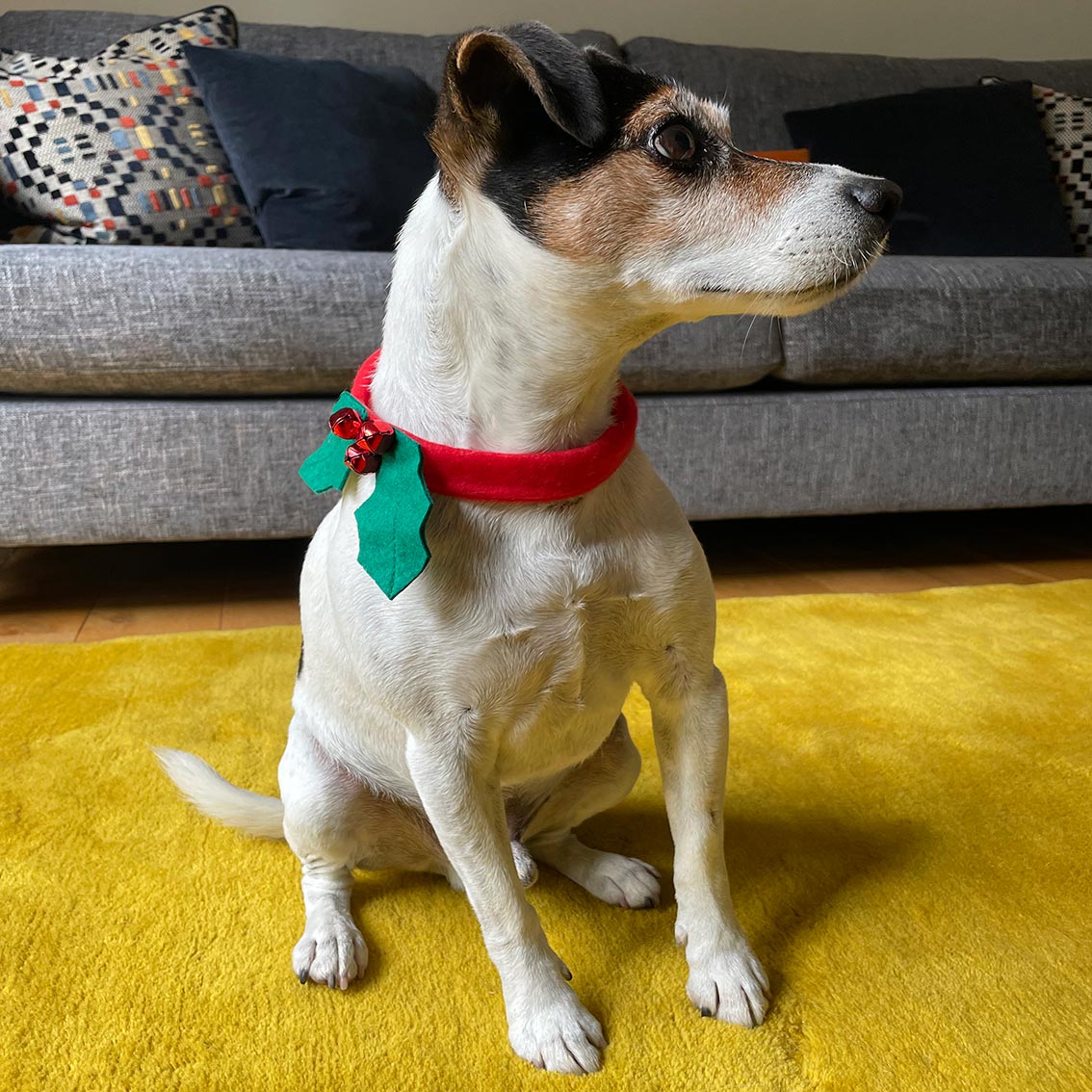 Festive holly dog collar on a dog