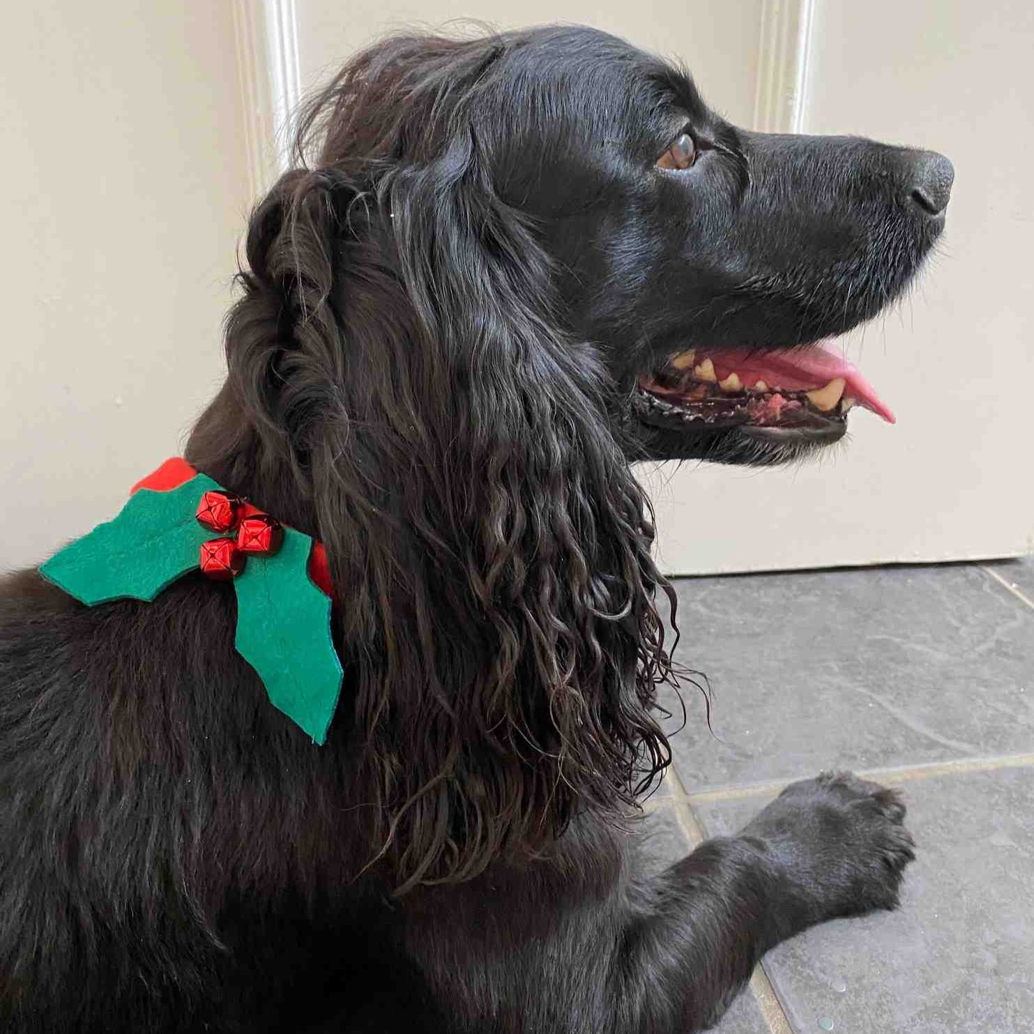 Festive holly dog collar on a dog